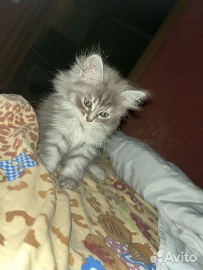 Кошка