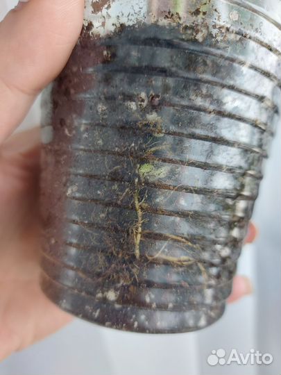 Калатея Chimboracensis/Чебурашка