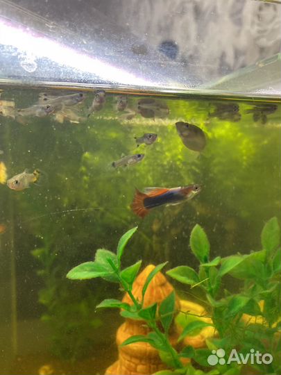 Гуппи красная кобра