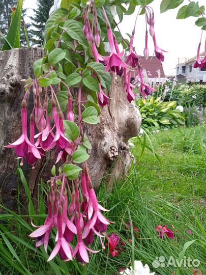 Фуксия цветущая