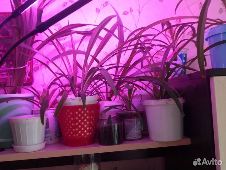 Хлорофитум