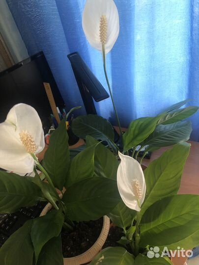 Комнатные цветы Спатифиллум женское счастье)