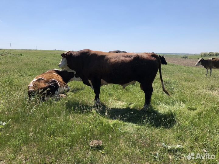 Бык племеной герефорд