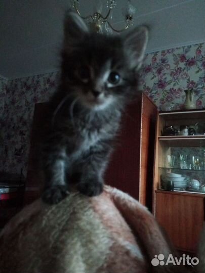 Котенок, мальчик