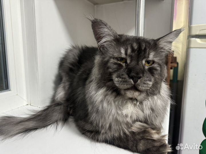 Мейн-кун кот