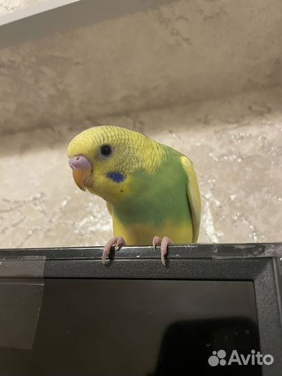 Волнистый попугай ручной