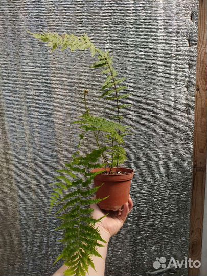 Папоротники Goniophlebium, Nephrolepis, и др