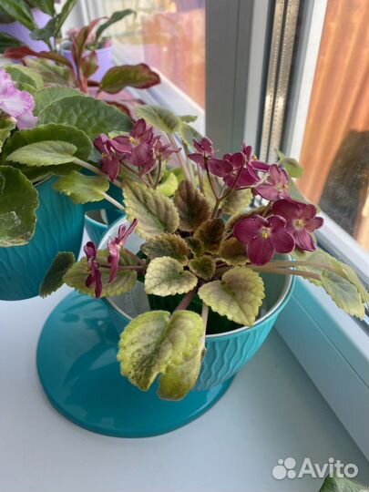 Фиалка, герань