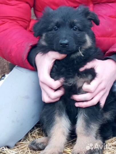 Немецкая овчарка