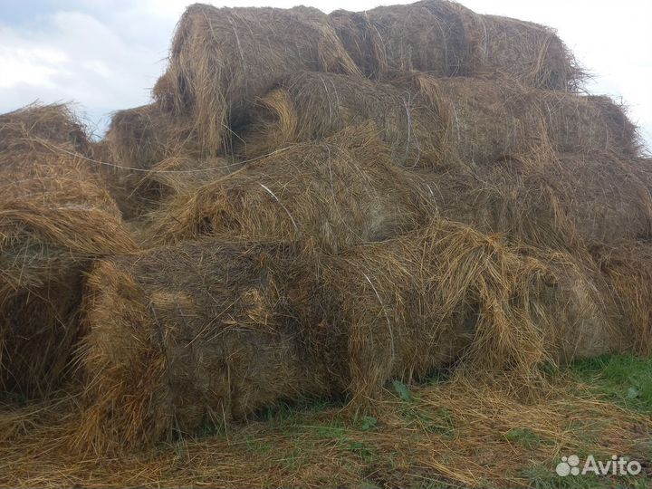 Сено в тюках