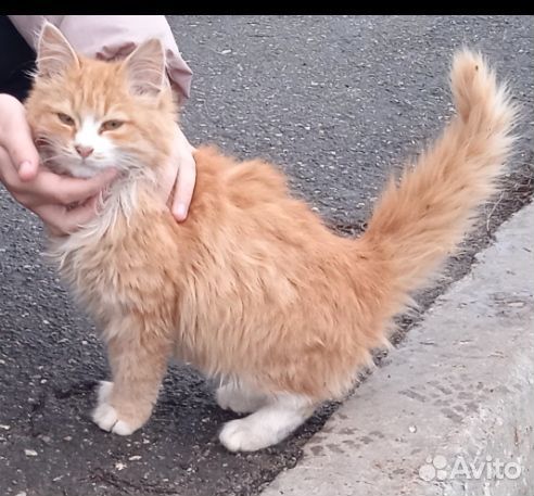 Котенок около 4 месяцев