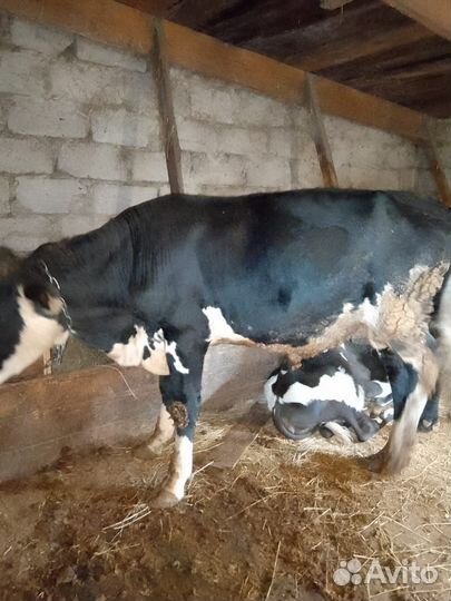 Бык на мясо