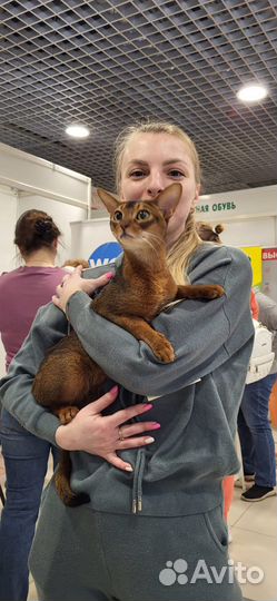 Абиссинский кот в современном типе