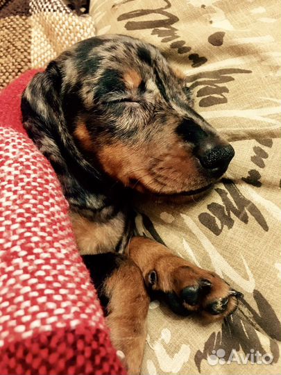 Догситтер передержка маленьких собачек