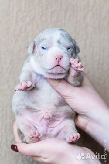 Американский булли покет