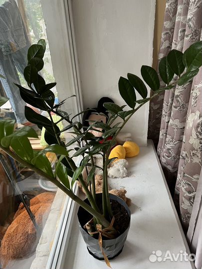 Замиокулькас