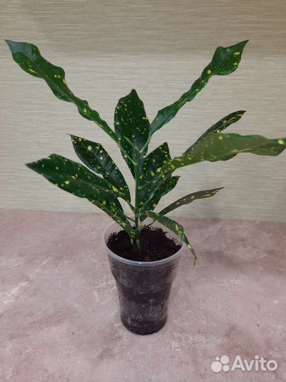 Кротон Голд сан