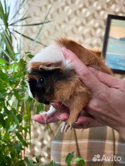 Морские свинки