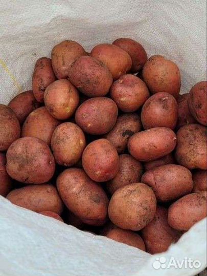 Продам картофель