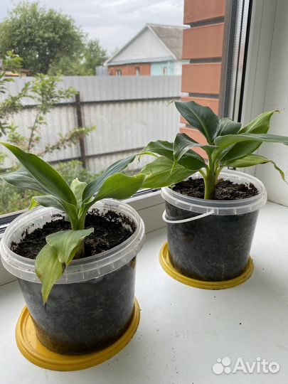 Банановая пальма