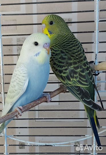 Птенцы волнистый попугай