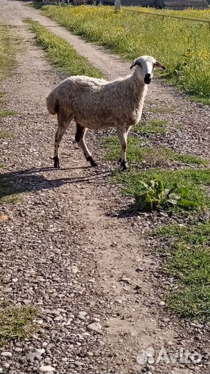 Овцы бараны