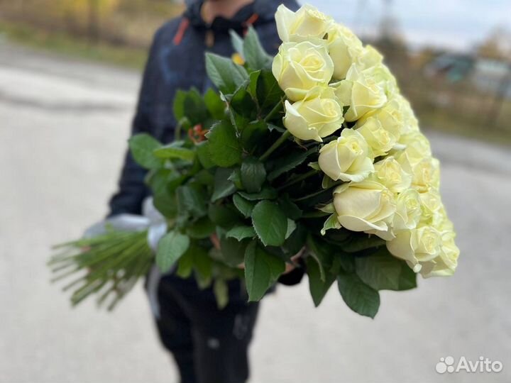 Голландская белая роза от 15шт 70см