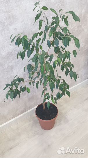 Комнатные растения