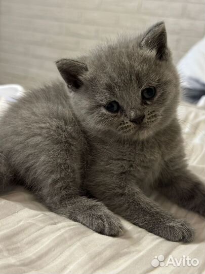 Шотландская