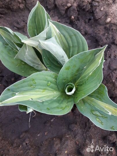 Хоста растение