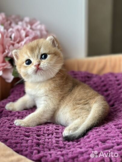 Британский котик мишка золотая шиншилла