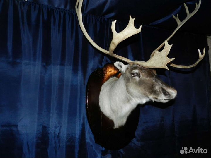 Таксидермия