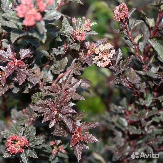 Пузыреплодник