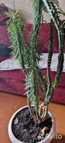 Молочай панцирный