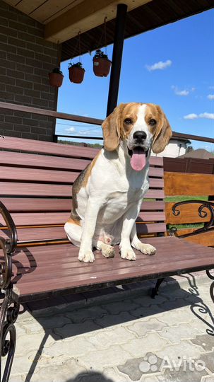 Передержка собак