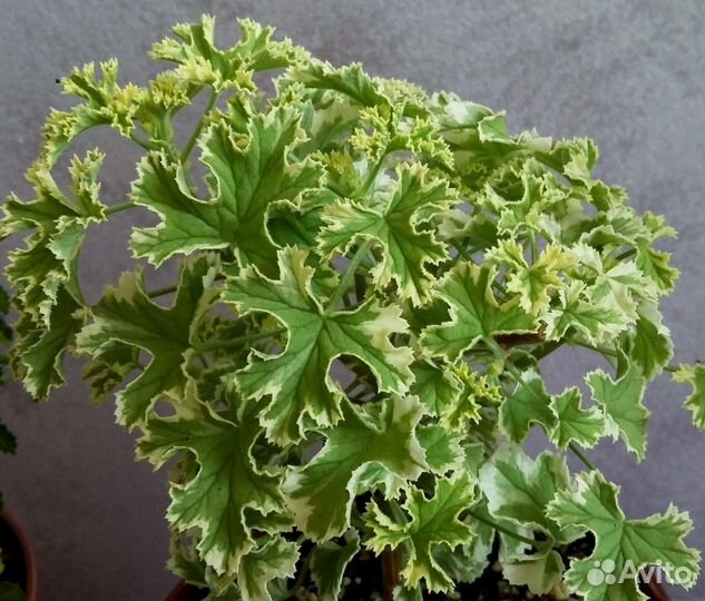 Душистая пеларгония герань