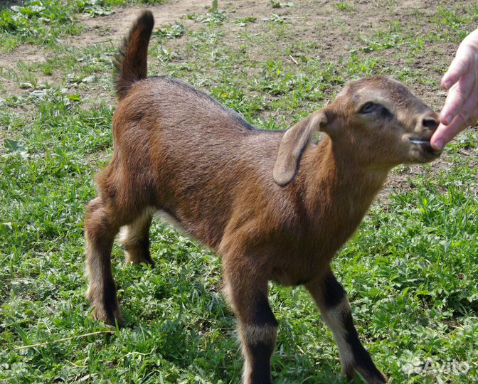 Козлик чешско-нубийский