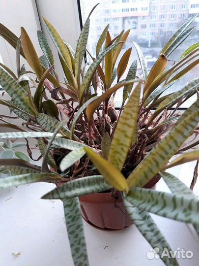 Эписция, алое, толстянка, переския хатиора и др