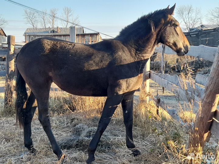 Кобыла русская рысистая