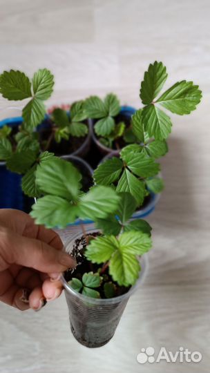 Ремонтантная земляника