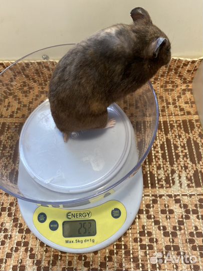 Сирийский хомяк девочка бесплатно