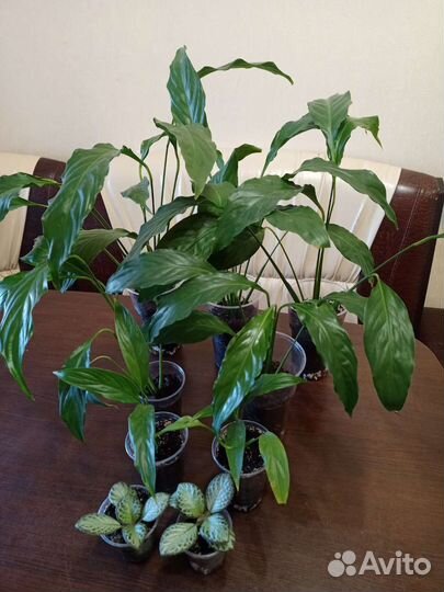 Спатифуллум