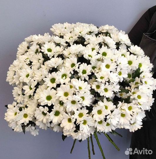 Хризантема. Букеты Цветы доставка