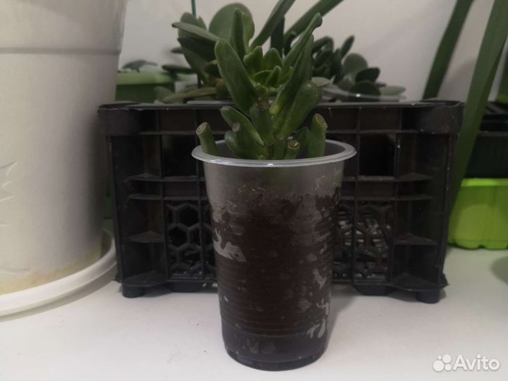 Комнатные растения