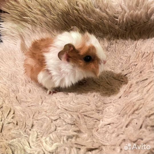 Морские свинки малыши