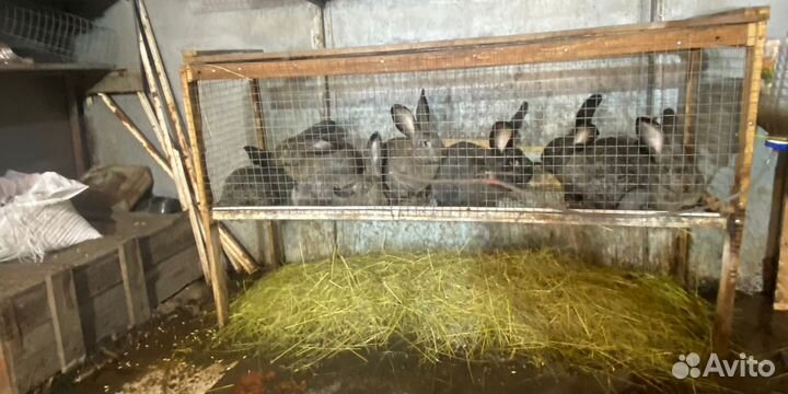 Клетка для кроликов с маточником