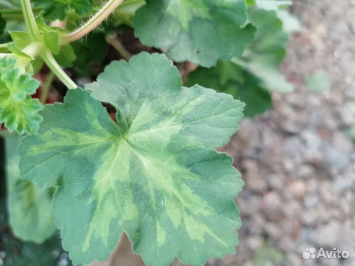 Пеларгонии (герани) срезами