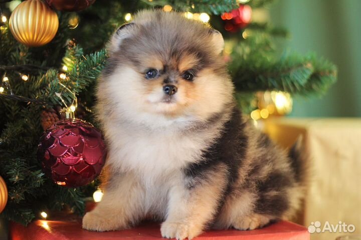 Эксклюзивные малыши Померанского Шпица