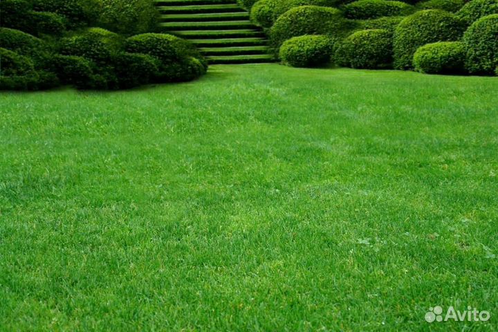 Газон premium