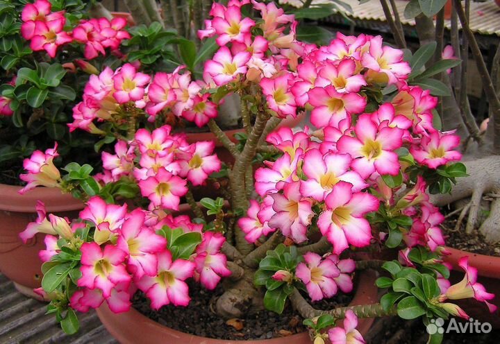 Адениум мини, сеянцы из семян